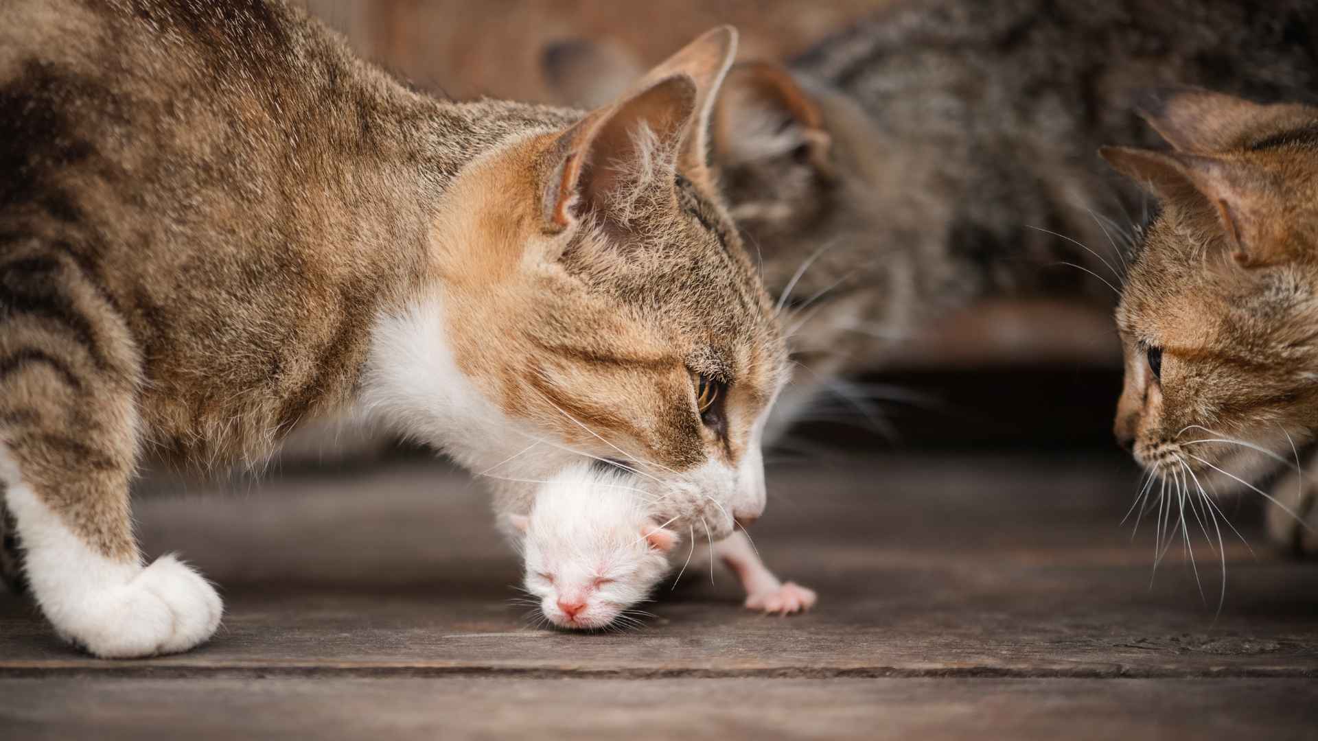 Gata cuidando a su gatitio recien nacido